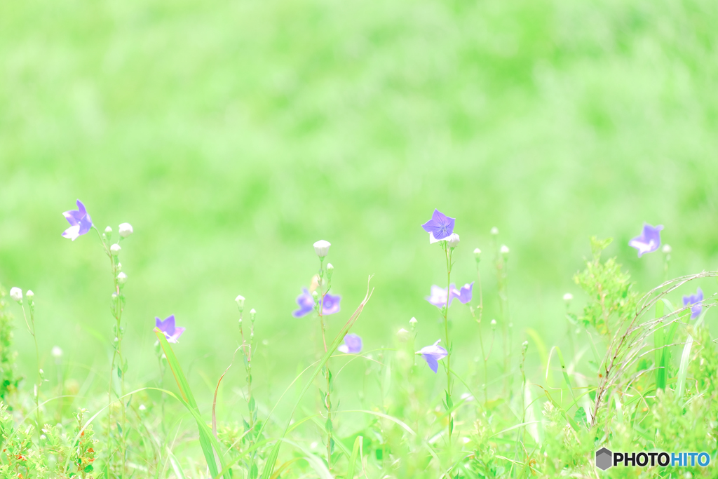 野の花（４）