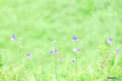 野の花（４）
