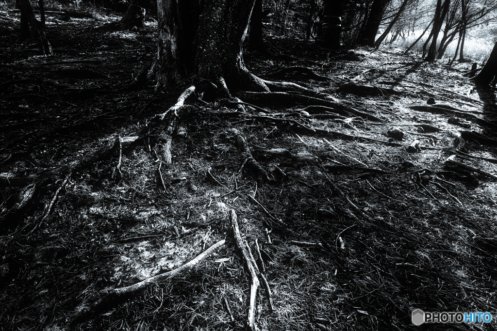 冬の日差し #12 B&W