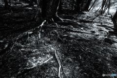 冬の日差し #12 B&W
