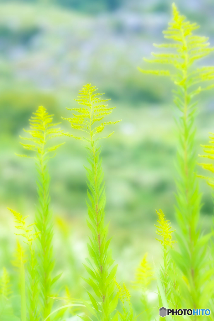 平尾台の草花（３）