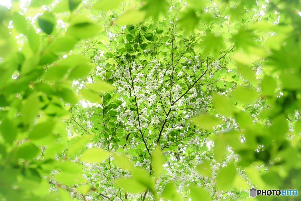 新緑の森