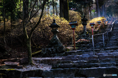ミツマタ咲く参道