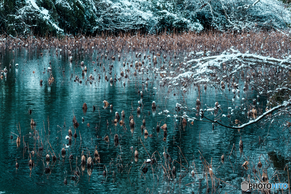 近所の池にて #7