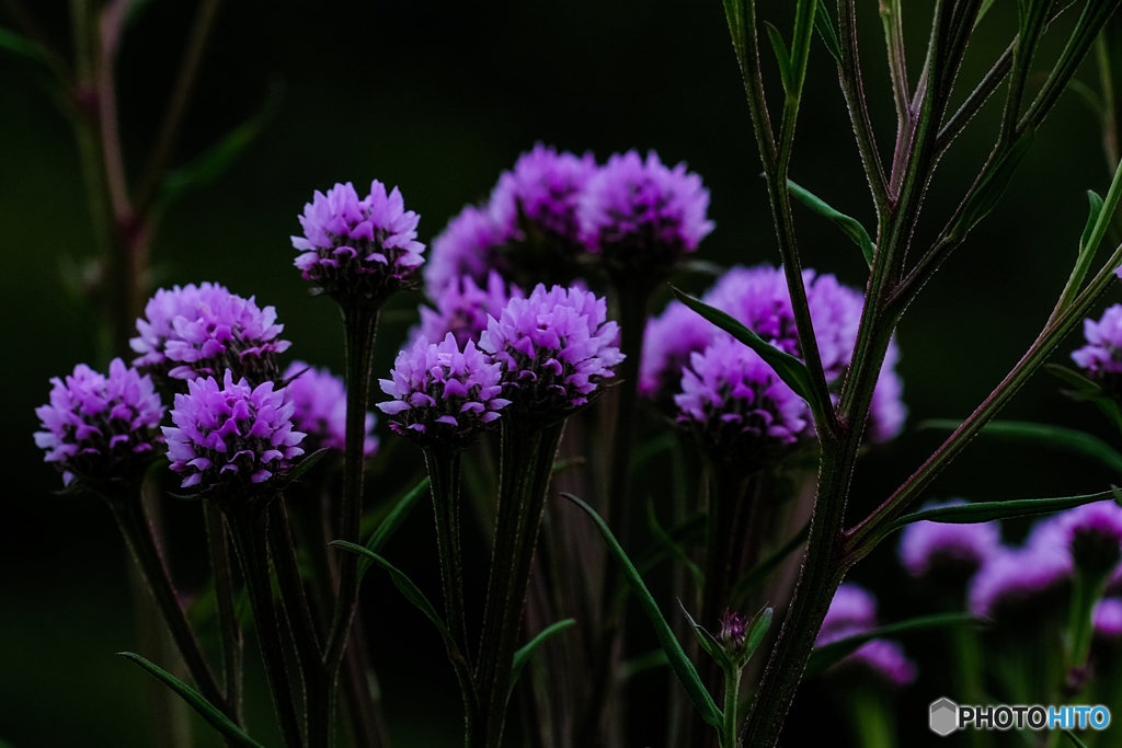 平尾台の草花（６）