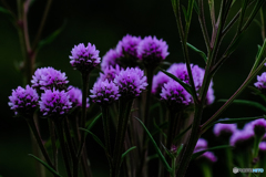 平尾台の草花（６）