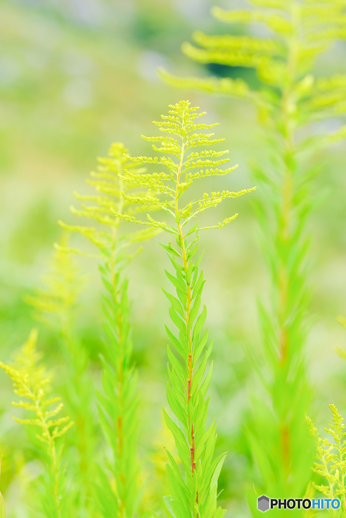 平尾台の草花（２）