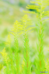 平尾台の草花（２）
