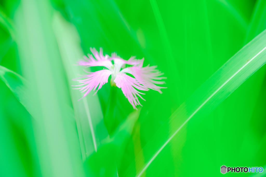 野の花（１２）