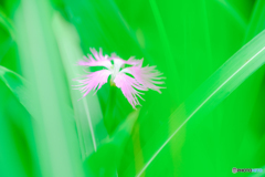 野の花（１２）