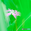 野の花（１２）
