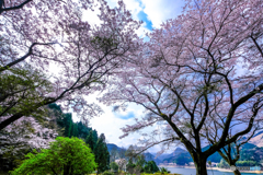 湖畔の桜
