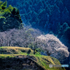 里山にも春が来た