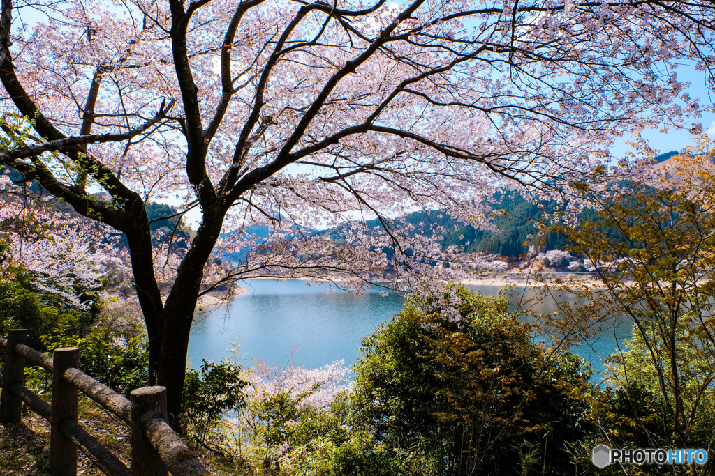 湖畔の桜 #3