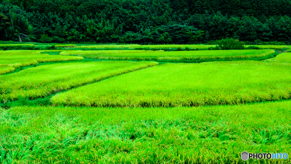 田染荘の田園