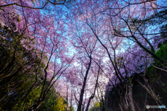 桜のVライン