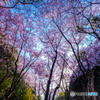 桜のVライン