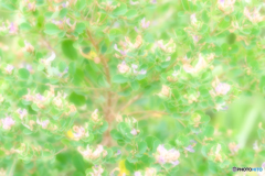 平尾台の草花（８）
