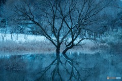 湖上の樹（１）