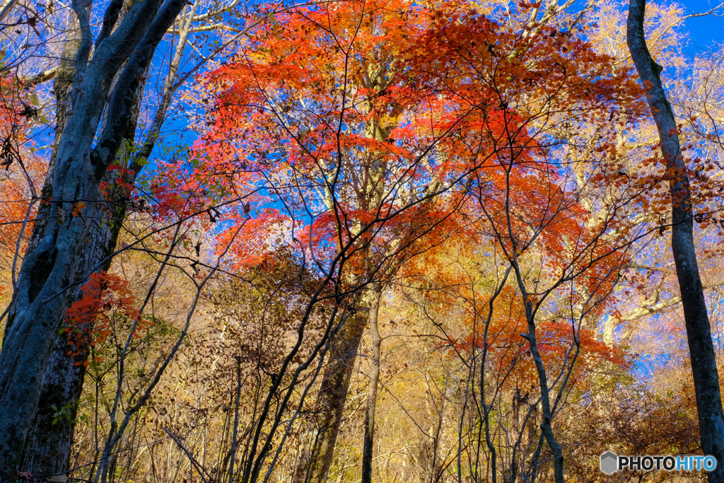 くじゅうの森 2018秋 #17
