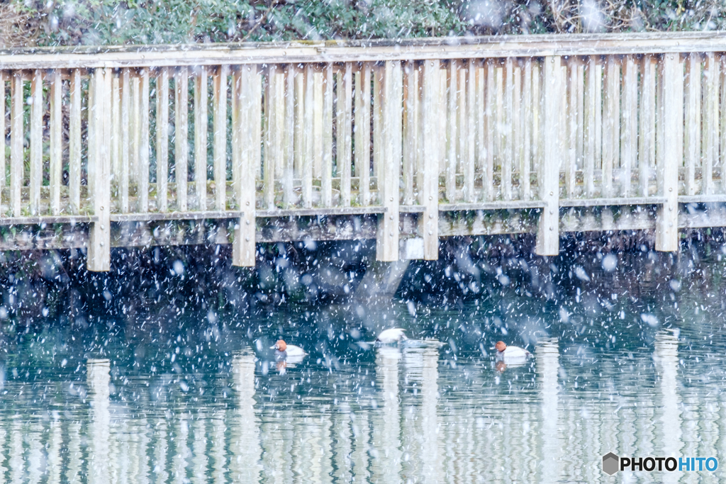 雪舞う池にて
