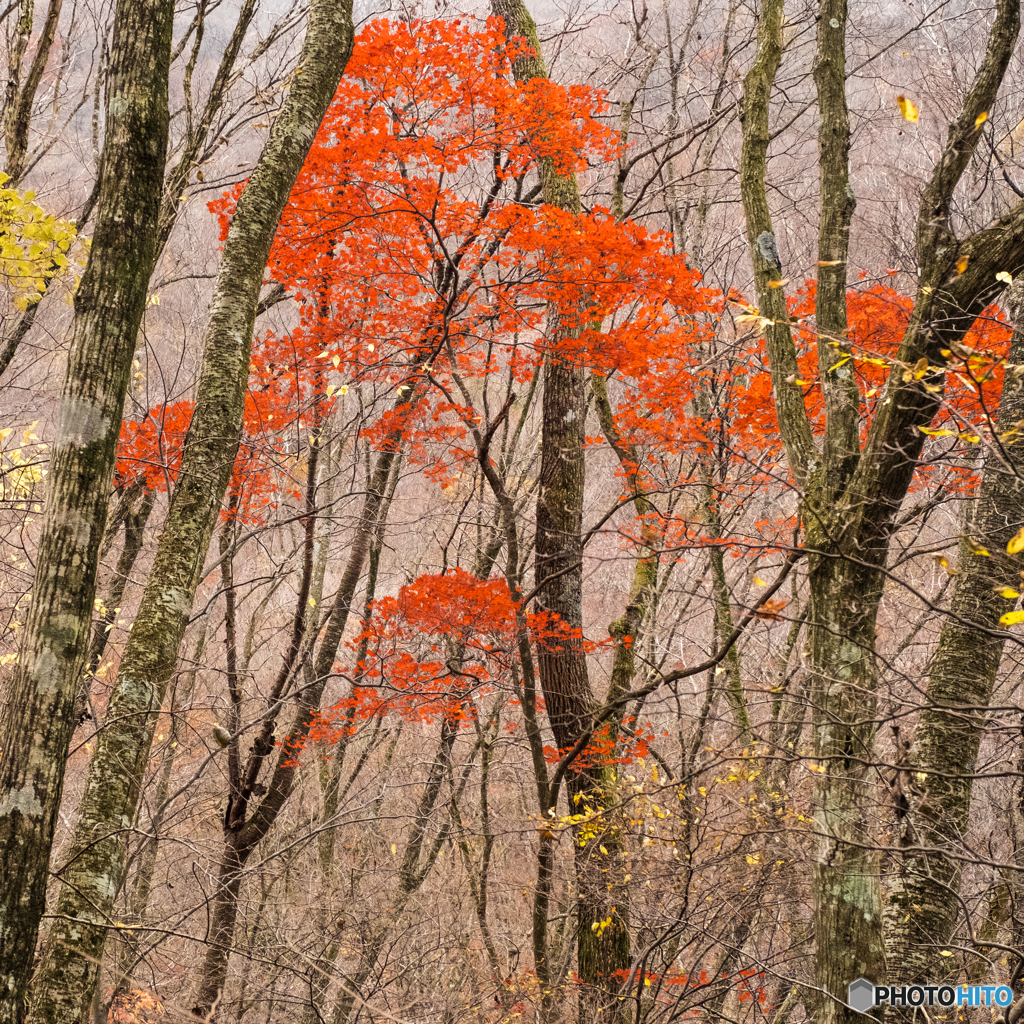 くじゅうの紅葉 #8