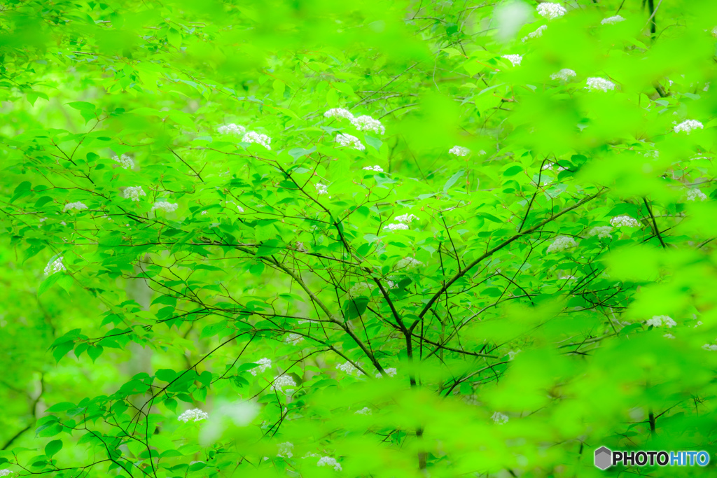 新緑の輝き（５）