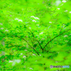 新緑の輝き（５）