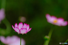 秋桜（４）