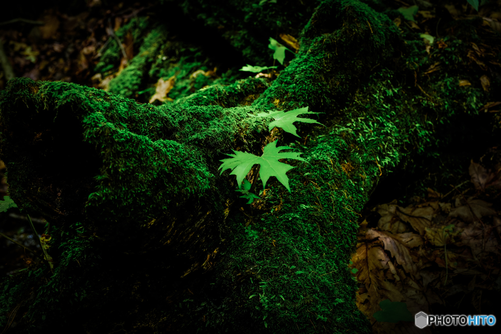 苔むす倒木