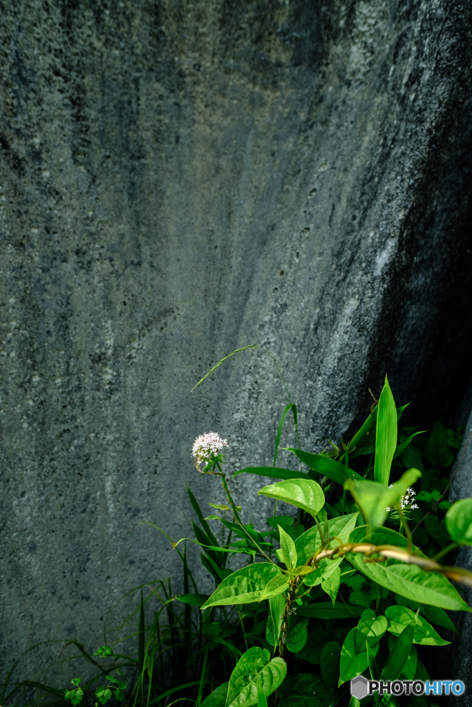 野の花（９）