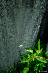野の花（９）