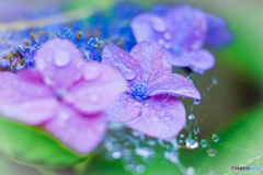 雨の雫を纏った紫陽花
