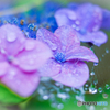 雨の雫を纏った紫陽花