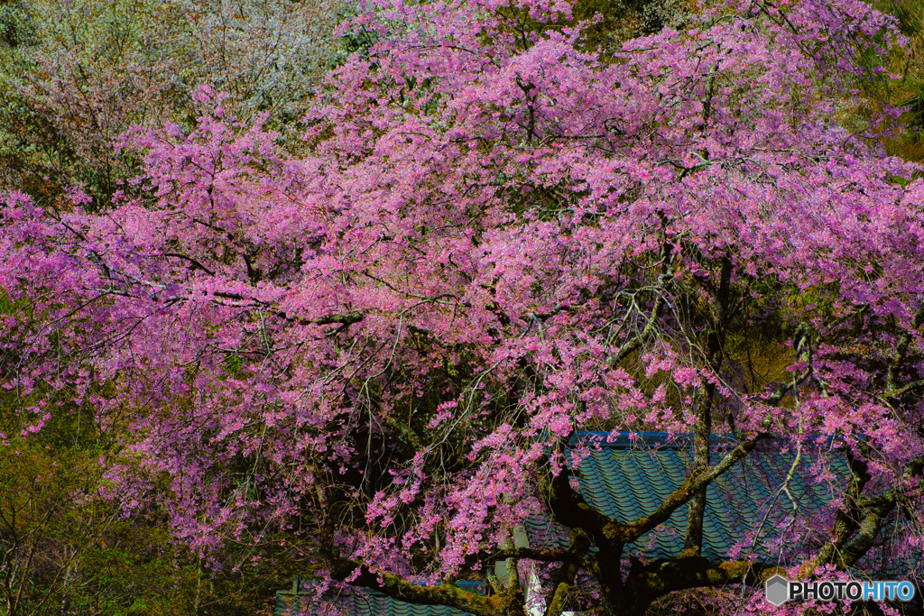 山里の桜 #2