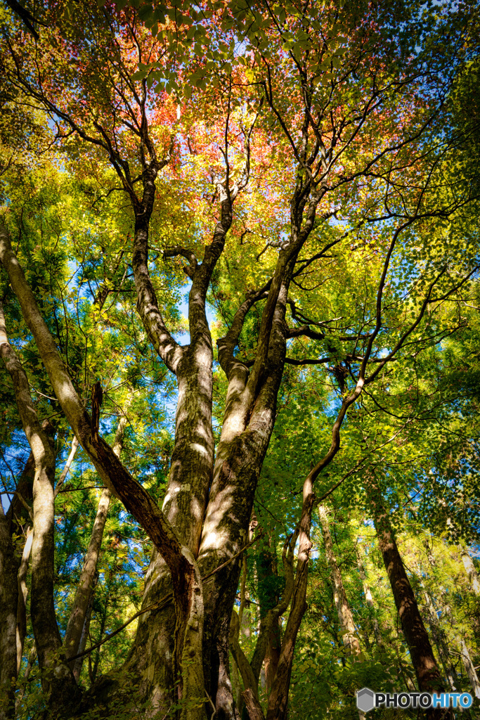 2019 秋 くじゅうの森 #13