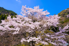 サクラ日和