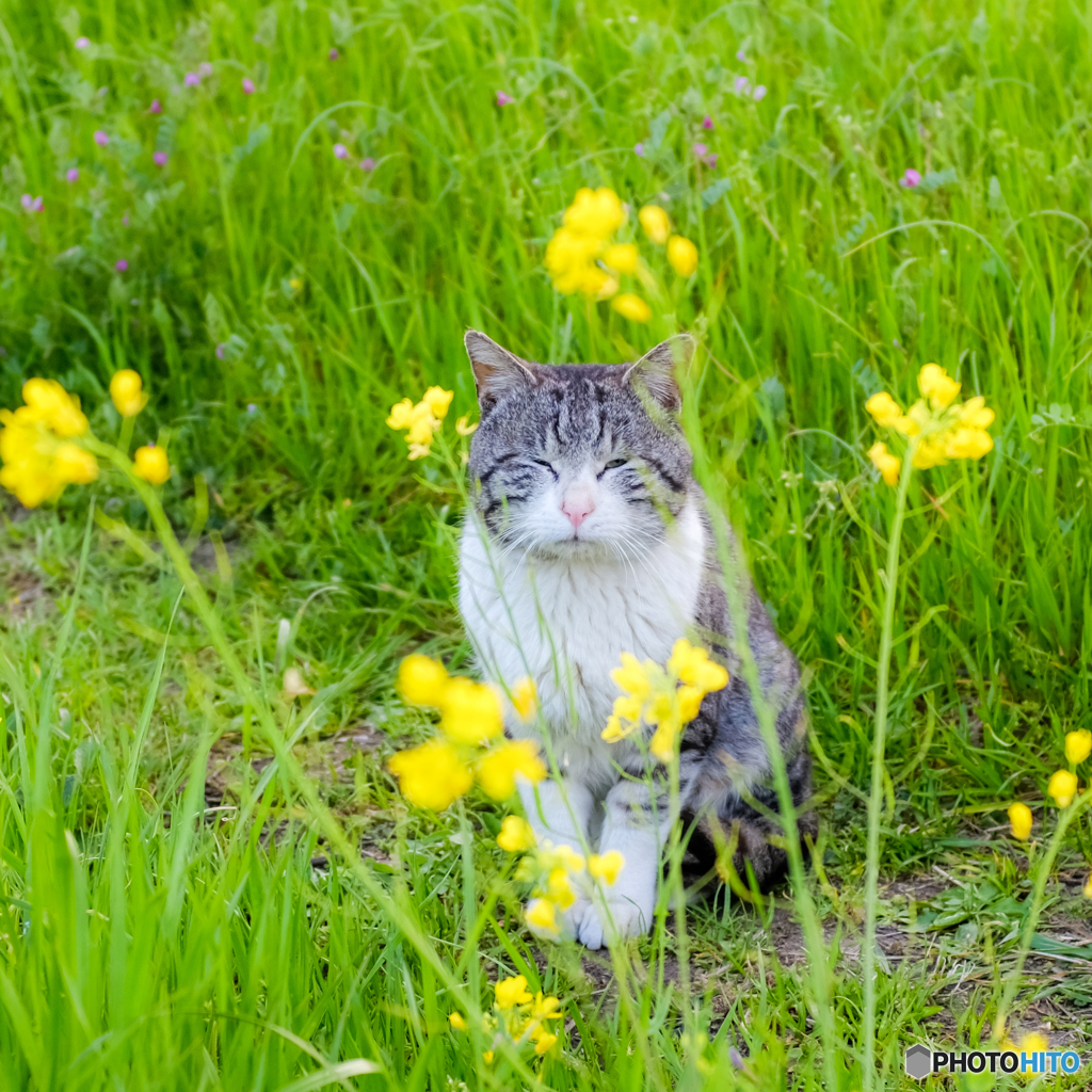 ブサ可愛い野良猫