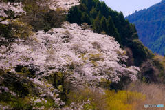 山里の桜