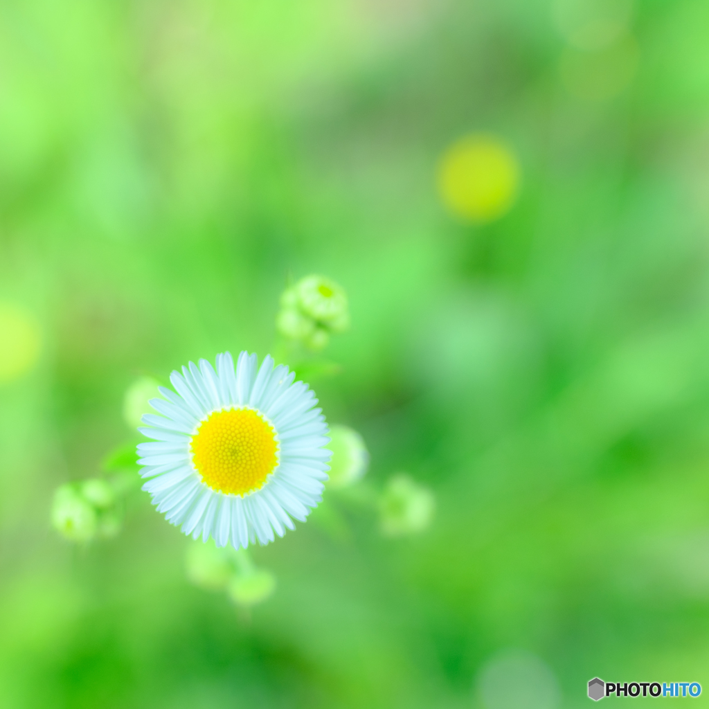 野の花（６）