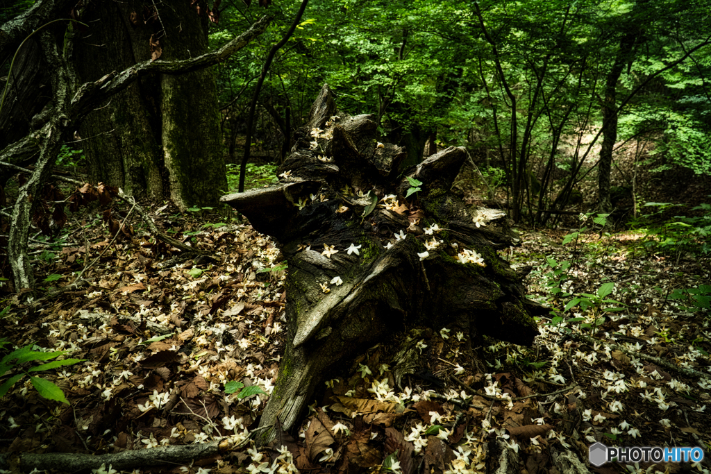 2019 夏 くじゅうの森 #1