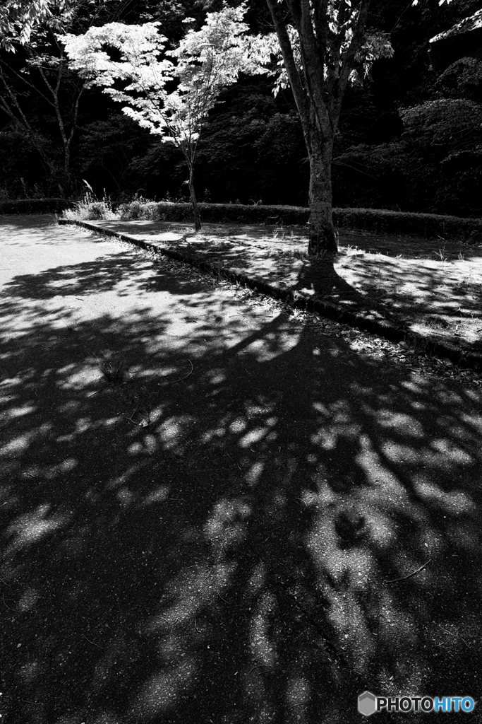 木陰（２）