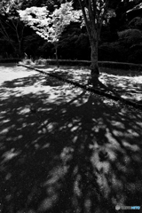 木陰（２）