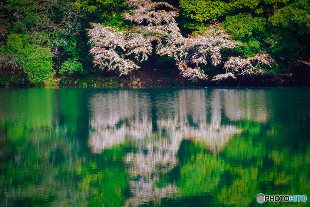 桜のReflection