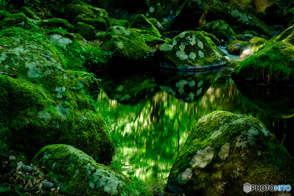 新緑を映す（２）