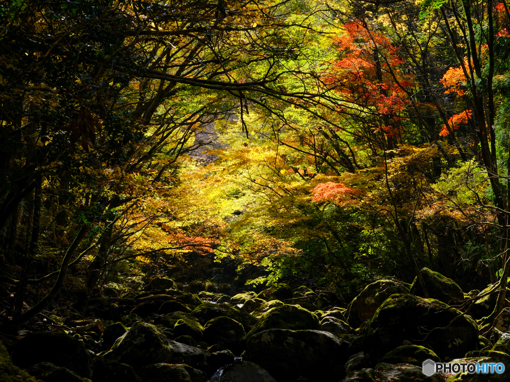 くじゅうの森 2018秋 #12