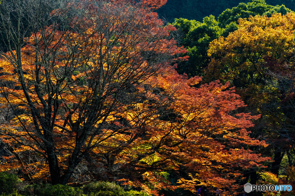 2019 秋 佐賀県御船山楽園 #11