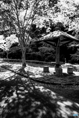 木陰