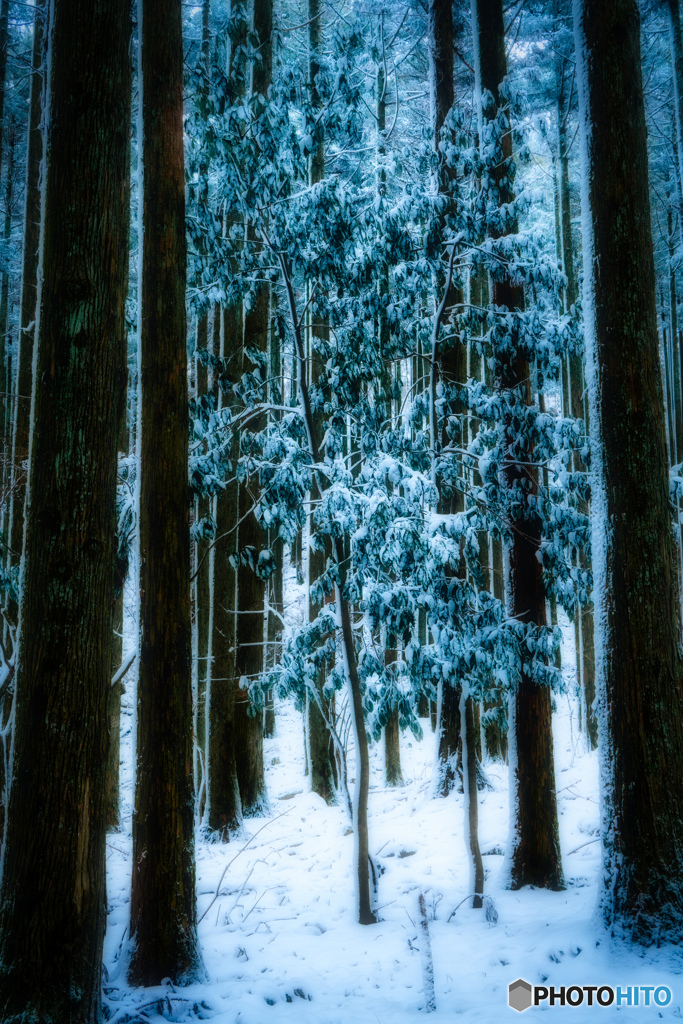 2020 冬 英彦山の森 #16