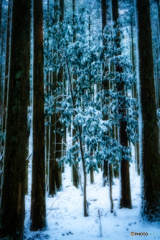 2020 冬 英彦山の森 #16